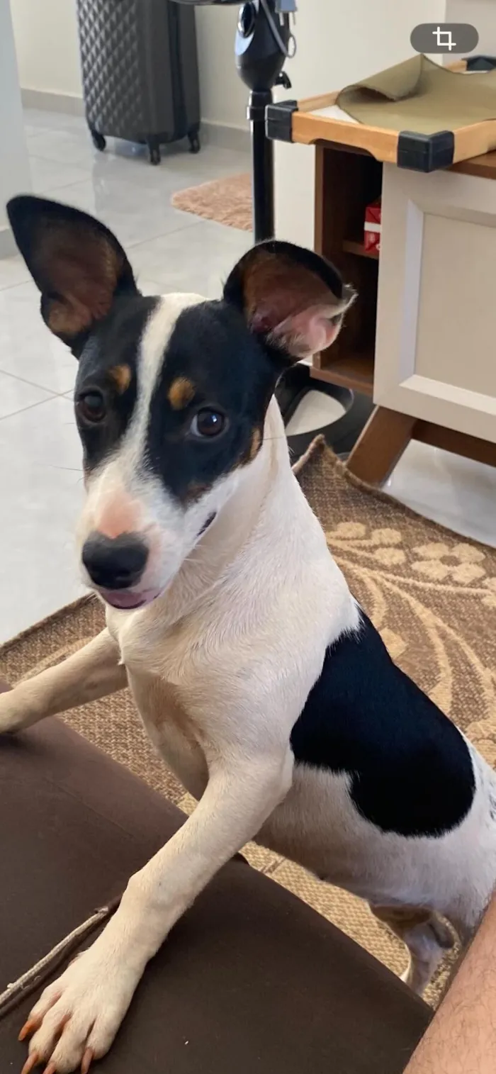 Cachorro raça Pinscher idade 2 a 6 meses nome RAVENA