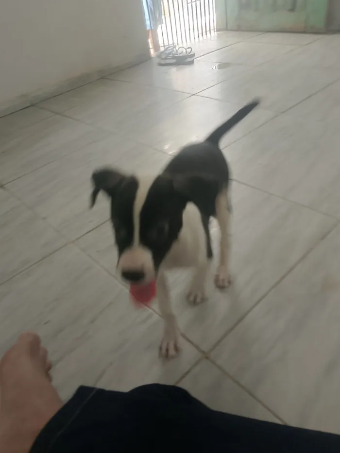 Cachorro raça SRD-ViraLata idade Abaixo de 2 meses nome Luke