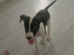 Cachorro raça SRD-ViraLata idade Abaixo de 2 meses nome Luke
