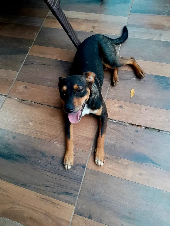 Cachorro raça SRD-ViraLata idade 1 ano nome Eros 