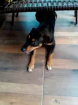 Cachorro raça SRD-ViraLata idade 1 ano nome Eros 
