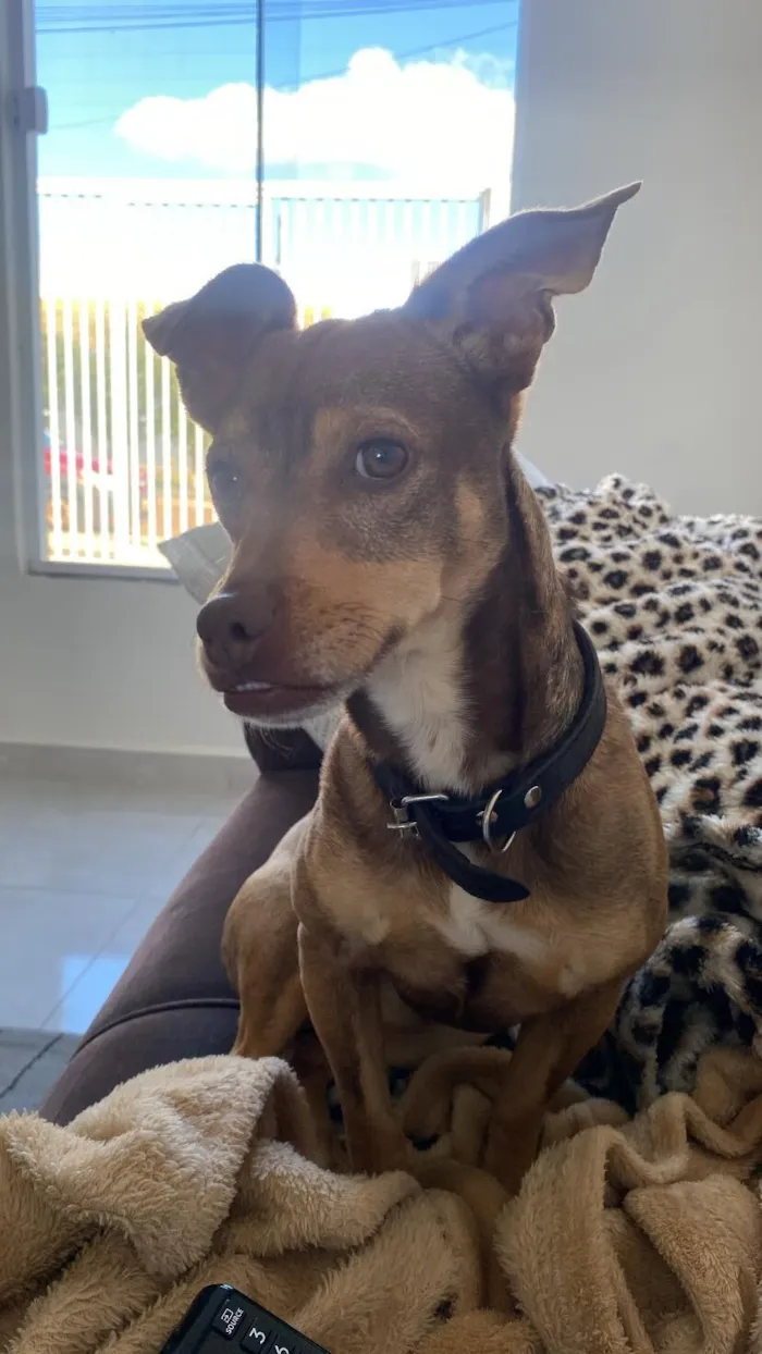 Cachorro raça Pinscher idade 2 anos nome DÓLAR