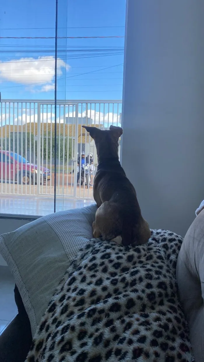 Cachorro raça Pinscher idade 2 anos nome DÓLAR