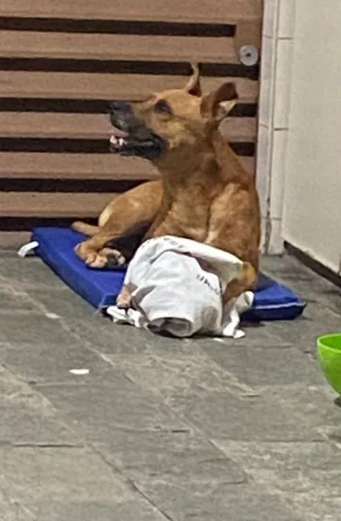 Cachorro raça SRD-ViraLata idade 4 anos nome Loak