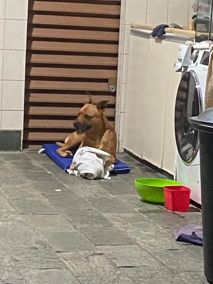 Cachorro raça SRD-ViraLata idade 4 anos nome Loak