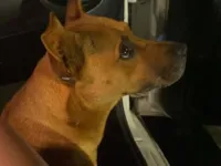 Cachorro raça SRD-ViraLata idade 4 anos nome Loak