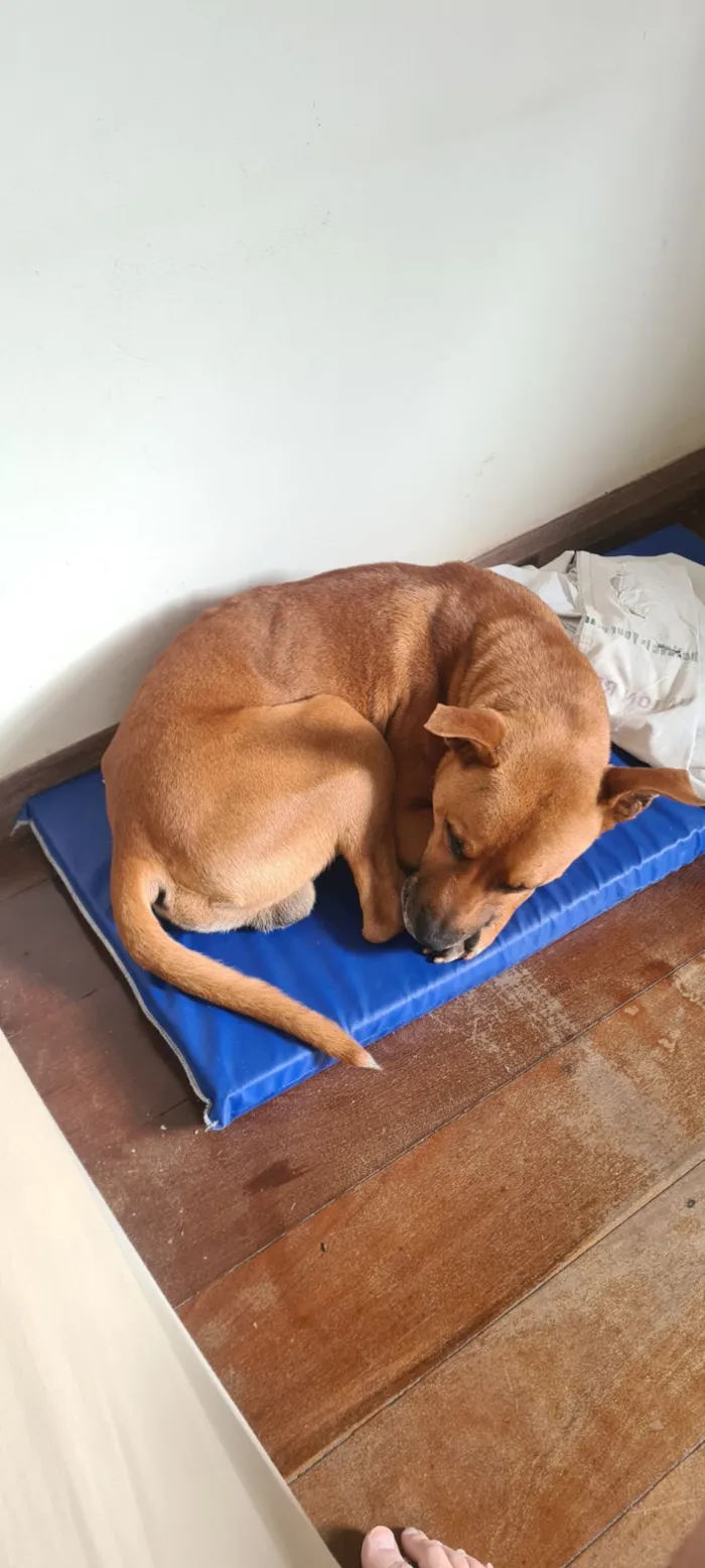 Cachorro raça SRD-ViraLata idade 4 anos nome Loak