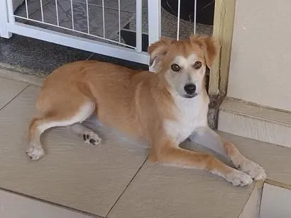 Cachorro raça SRD-ViraLata idade 2 a 6 meses nome Nina