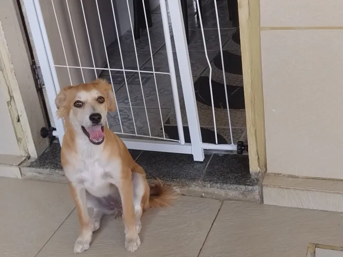 Cachorro raça SRD-ViraLata idade 2 a 6 meses nome Nina