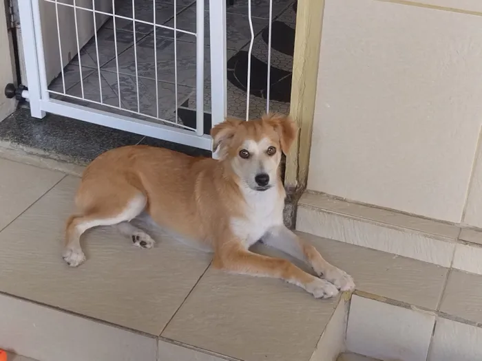 Cachorro raça SRD-ViraLata idade 2 a 6 meses nome Nina