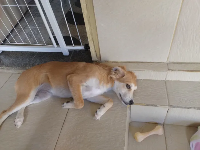 Cachorro raça SRD-ViraLata idade 2 a 6 meses nome Nina