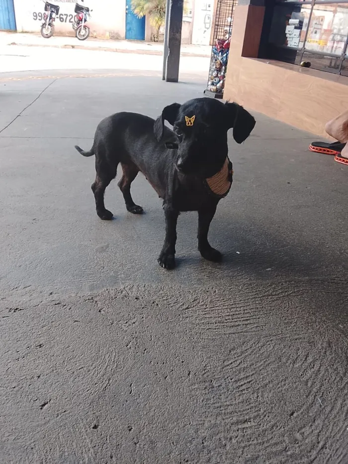 Cachorro raça Shitzu idade 7 a 11 meses nome Jasmine