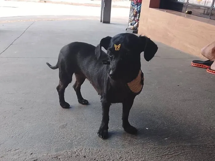 Cachorro raça Shitzu idade 7 a 11 meses nome Jasmine