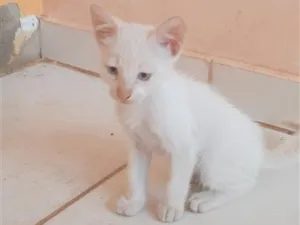 Gato raça SRD-ViraLata idade Abaixo de 2 meses nome Branquinho 