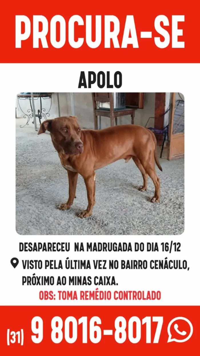 Cachorro raça Pit-Bull idade 6 ou mais anos nome Apolo 