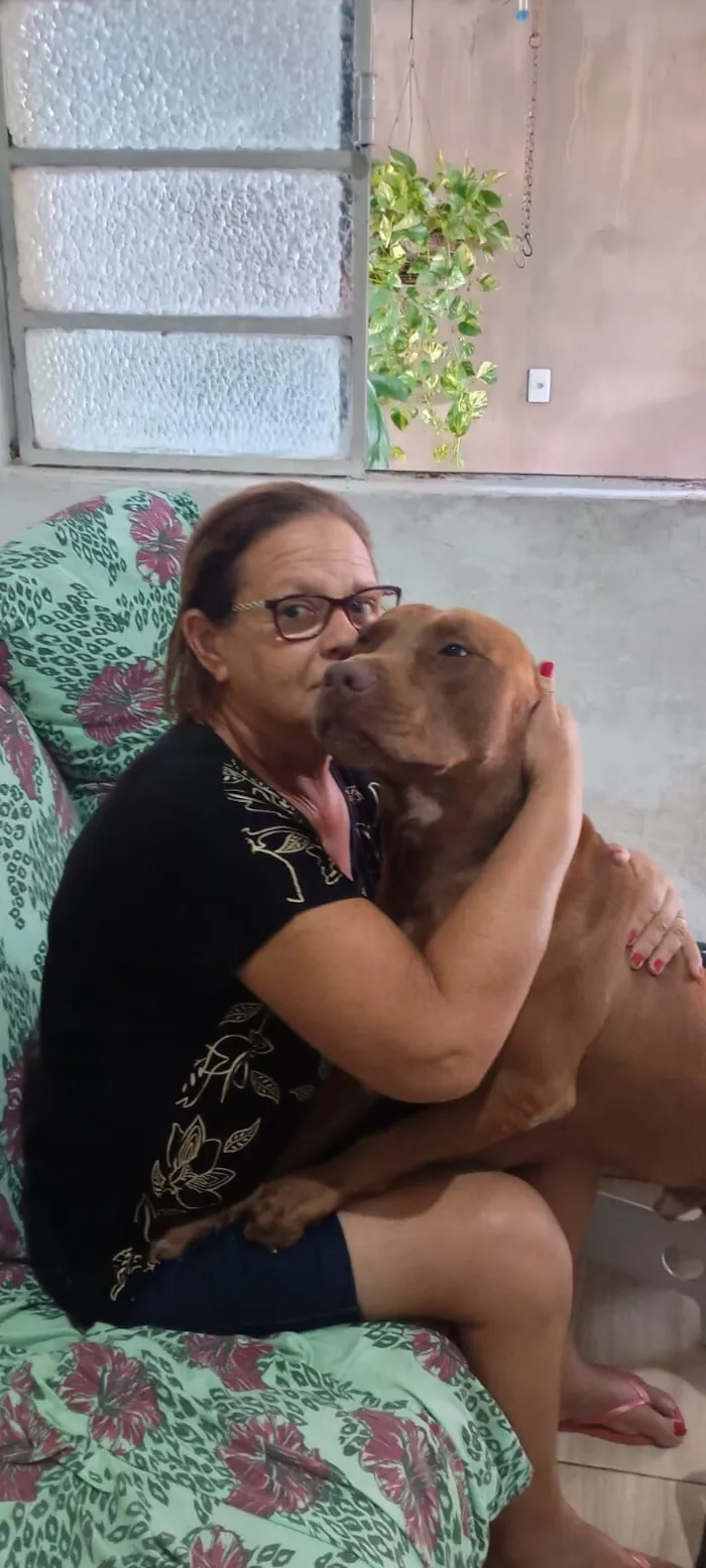 Cachorro raça Pit-Bull idade 6 ou mais anos nome Apolo 