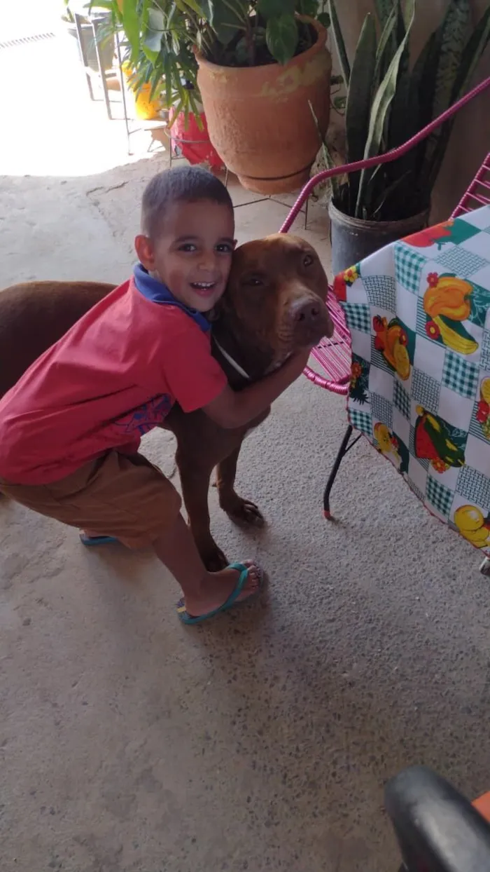 Cachorro raça Pit-Bull idade 6 ou mais anos nome Apolo 