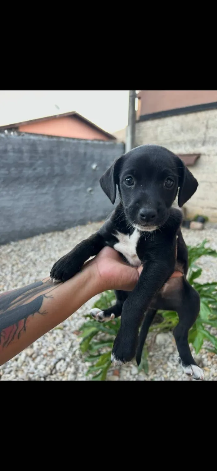 Cachorro raça SRD-ViraLata idade Abaixo de 2 meses nome Gorge