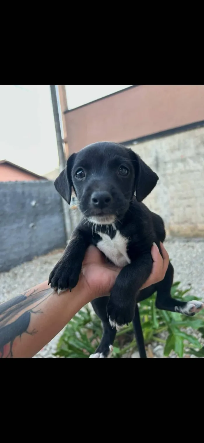 Cachorro raça SRD-ViraLata idade Abaixo de 2 meses nome Gorge