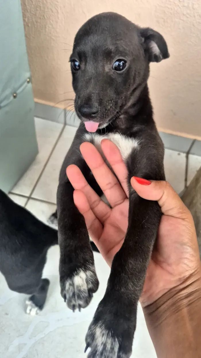 Cachorro raça SRD-ViraLata idade Abaixo de 2 meses nome Gorge