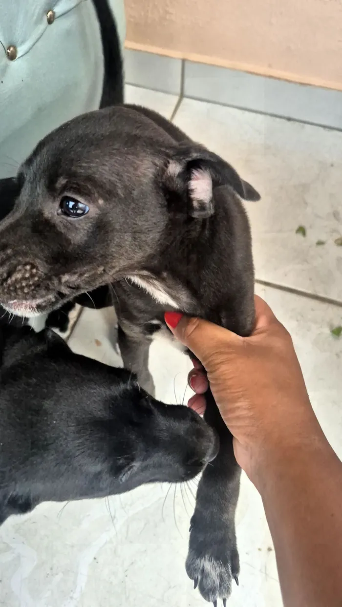 Cachorro raça SRD-ViraLata idade Abaixo de 2 meses nome Gorge