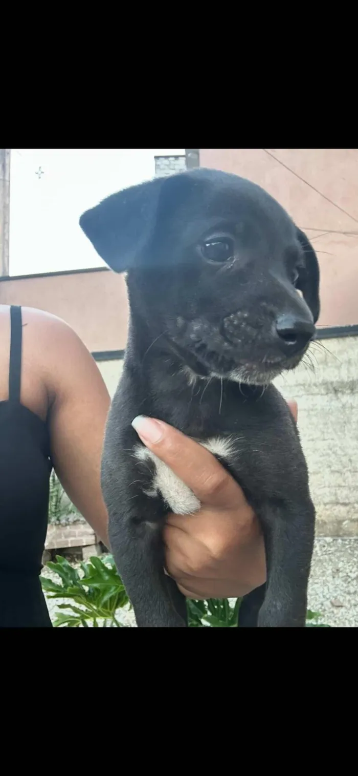 Cachorro raça SRD-ViraLata idade Abaixo de 2 meses nome Gorge