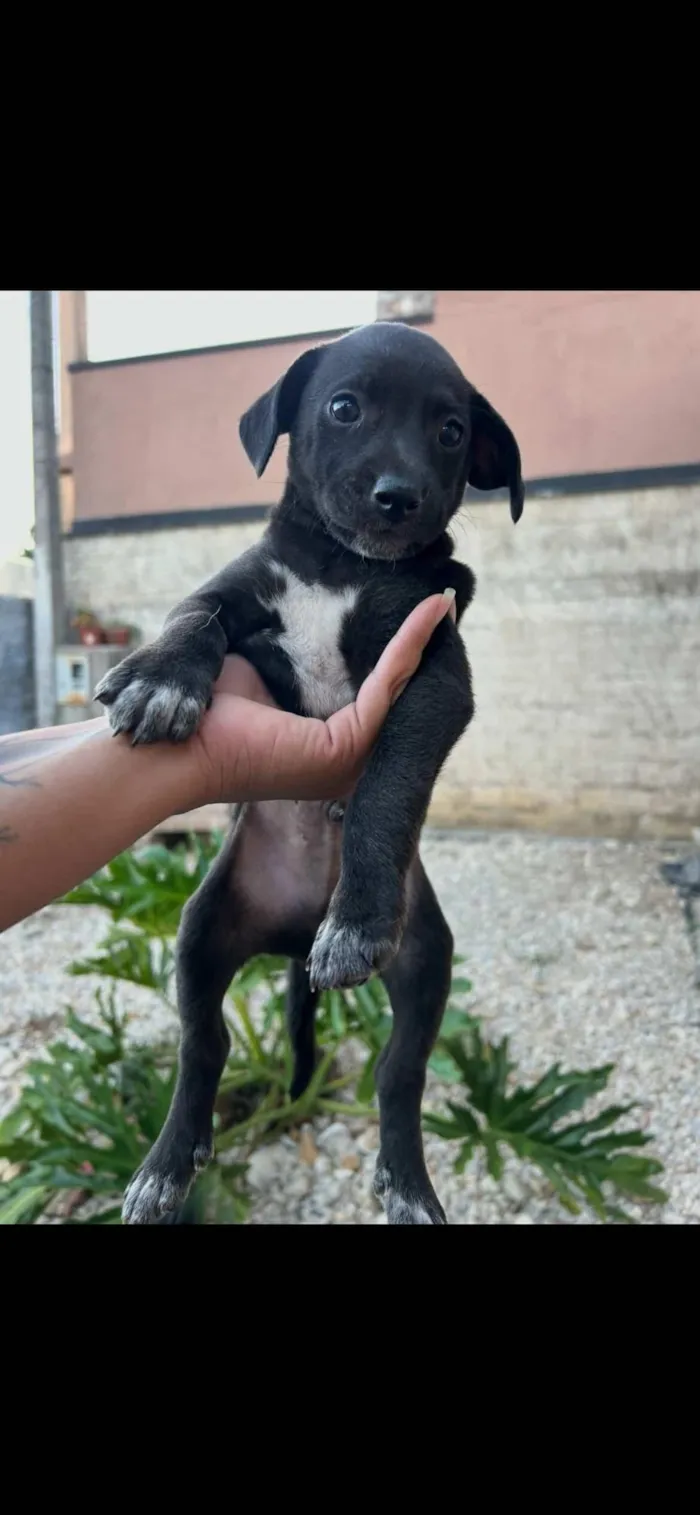 Cachorro raça SRD-ViraLata idade Abaixo de 2 meses nome Gorge