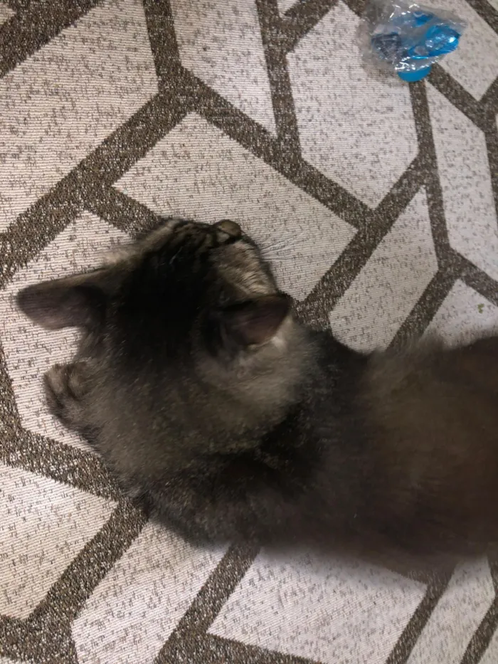 Gato raça SRD-ViraLata idade 2 a 6 meses nome Taylor Alison