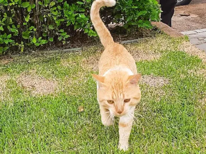 Gato raça SRD-ViraLata idade 3 anos nome GATINHO AMARELO – MARINGÁ/PR