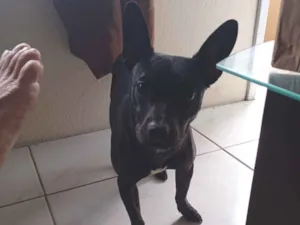 Cachorro raça SRD-ViraLata idade 1 ano nome Brisa 