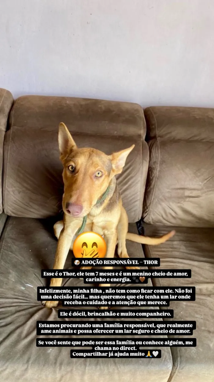 Cachorro raça SRD-ViraLata idade 7 a 11 meses nome Thor