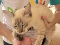 Gato raça SRD-ViraLata idade 2 a 6 meses nome Sem nome