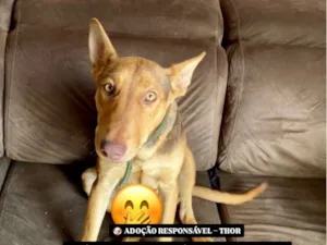 Cachorro raça SRD-ViraLata idade 7 a 11 meses nome Thor