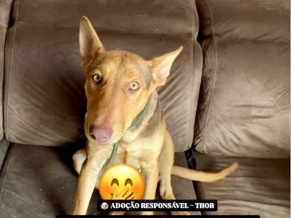 Cachorro raça SRD-ViraLata idade 7 a 11 meses nome Thor