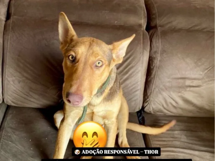 Cachorro raça SRD-ViraLata idade 7 a 11 meses nome Thor