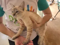 Gato raça SRD-ViraLata idade 2 a 6 meses nome Sem nome