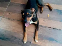 Cachorro raça SRD-ViraLata idade 1 ano nome Eros 