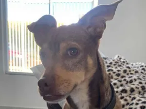 Cachorro raça Pinscher idade 2 anos nome DÓLAR