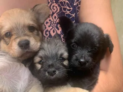 Cachorro raça SRD-ViraLata idade 2 a 6 meses nome Filhotes 