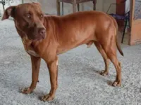 Cachorro raça Pit-Bull idade 6 ou mais anos nome Apolo 