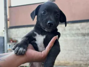 Cachorro raça SRD-ViraLata idade Abaixo de 2 meses nome Gorge