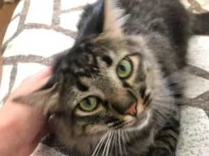 Gato raça SRD-ViraLata idade 2 a 6 meses nome Taylor Alison