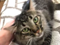 Gato raça SRD-ViraLata idade 2 a 6 meses nome Taylor Alison