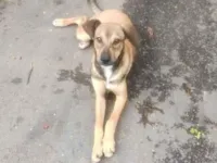 Cachorro raça SRD-ViraLata idade 7 a 11 meses nome Apolo 
