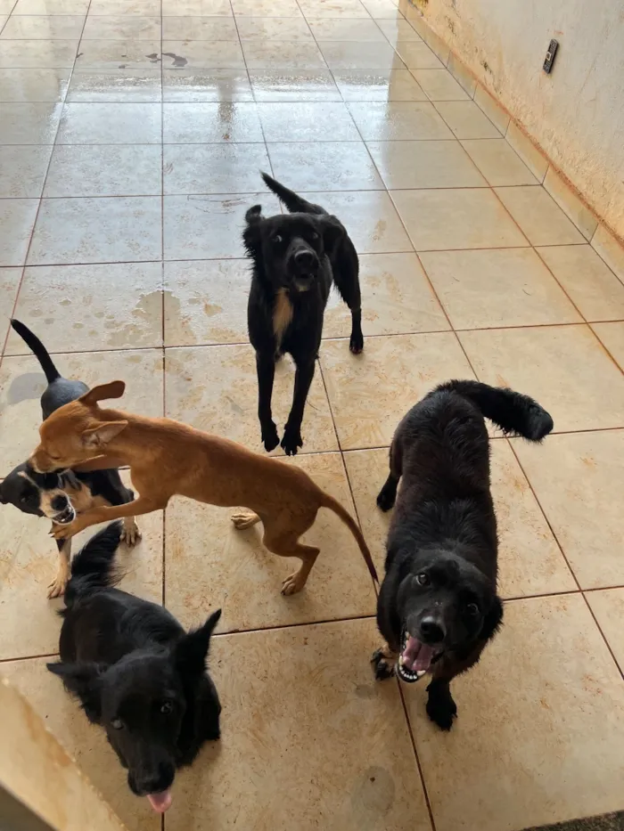 Cachorro raça SRD-ViraLata idade 2 anos nome Obs