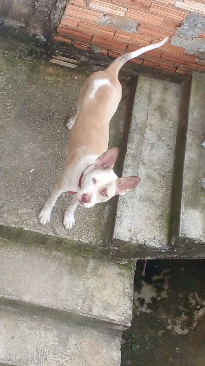 Cachorro raça SRD-ViraLata idade 1 ano nome Lupe