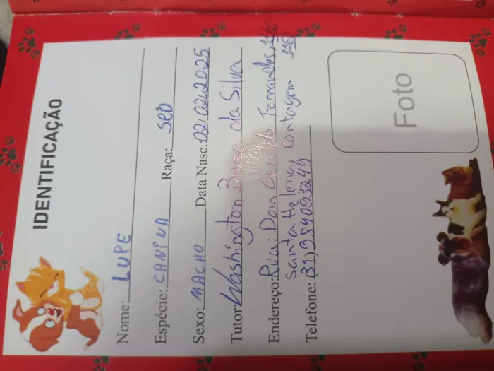 Cachorro raça SRD-ViraLata idade 1 ano nome Lupe