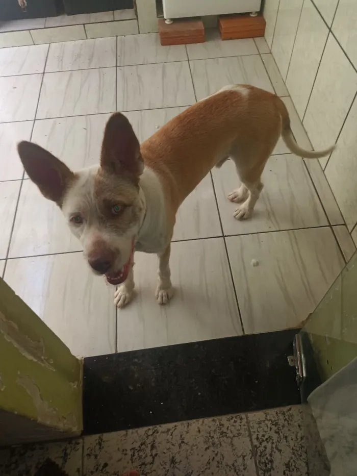 Cachorro raça SRD-ViraLata idade 1 ano nome Lupe