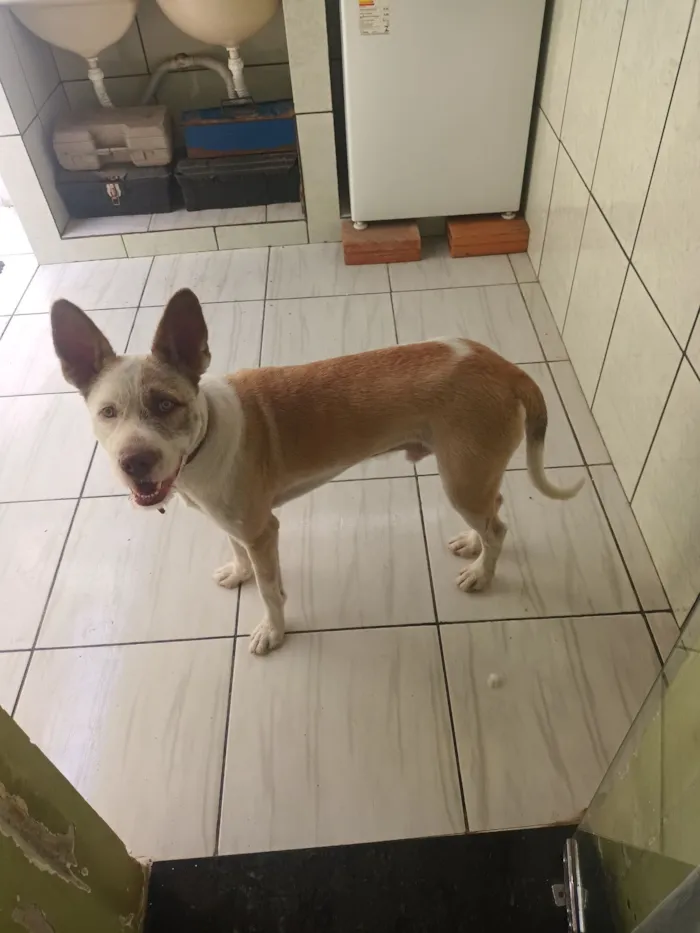 Cachorro raça SRD-ViraLata idade 1 ano nome Lupe