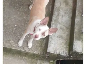 Cachorro raça SRD-ViraLata idade 1 ano nome Lupe